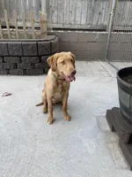 Andy, a male Labrador Retriever for sale in Denver, CO – 2 of 3