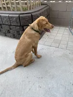 Andy, a male Labrador Retriever for sale in Denver, CO – 3 of 3