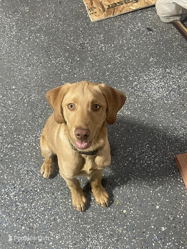 Andy – Labrador Retriever puppy for sale in Denver, CO