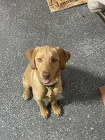 Andy, a male Labrador Retriever for sale in Denver, CO – 1 of 3