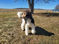 Buddy, a male Poodle - Standard  for sale in Alliance, OH – Photo 6 of 7