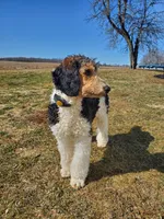 Buddy, a male Poodle - Standard  for sale in Alliance, OH – Photo 3 of 7