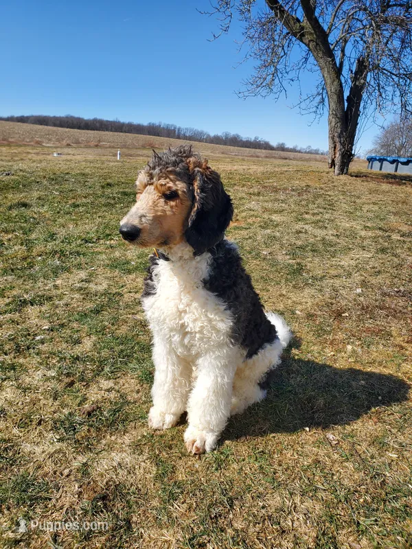 Buddy, a male Poodle - Standard  for sale in Alliance, OH – Photo 1 of 7