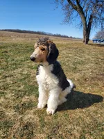 Buddy, a male Poodle - Standard  for sale in Alliance, OH – Photo 1 of 7