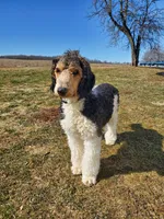 Buddy, a male Poodle - Standard  for sale in Alliance, OH – Photo 4 of 7