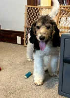 Buddy, a male Poodle - Standard  for sale in Alliance, OH – Photo 7 of 7