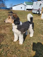 Buddy, a male Poodle - Standard  for sale in Alliance, OH – Photo 2 of 7