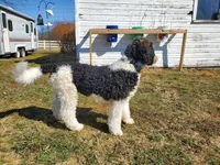 Buddy, a male Poodle - Standard  for sale in Alliance, OH – Photo 5 of 7