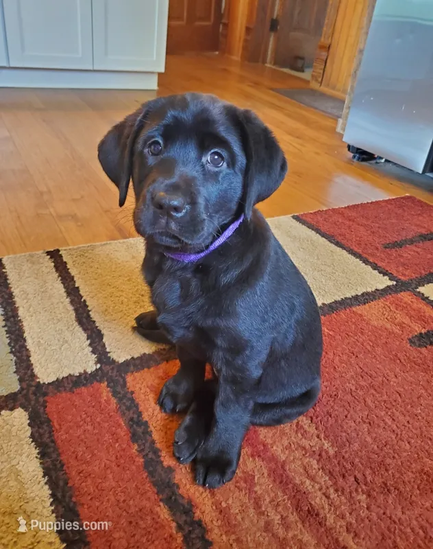 Lady – Labrador Retriever puppy for sale in Alliance, OH