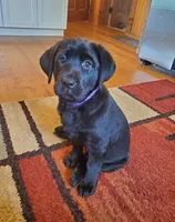 Lady, a female Labrador Retriever for sale in Alliance, OH – 1 of 1