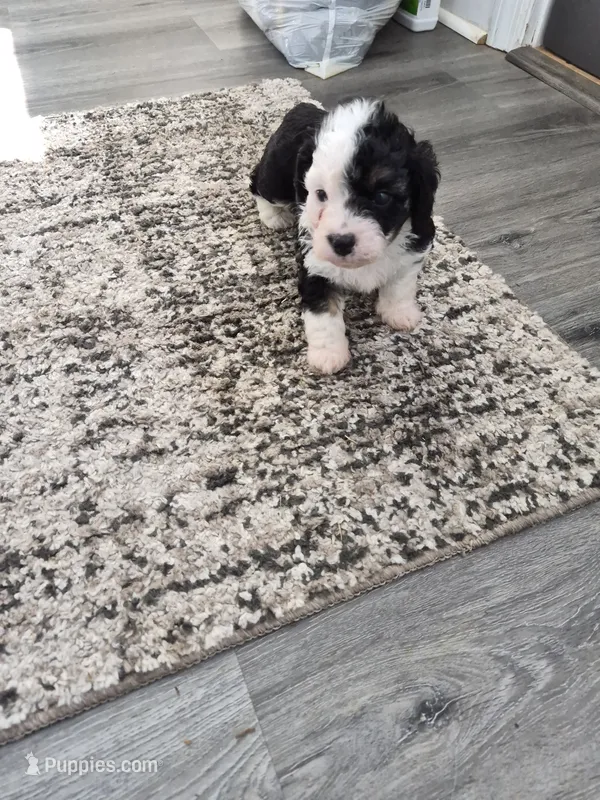 Lupin – Maltipoo, Poodle - Miniature  puppy for sale in Dillon, SC