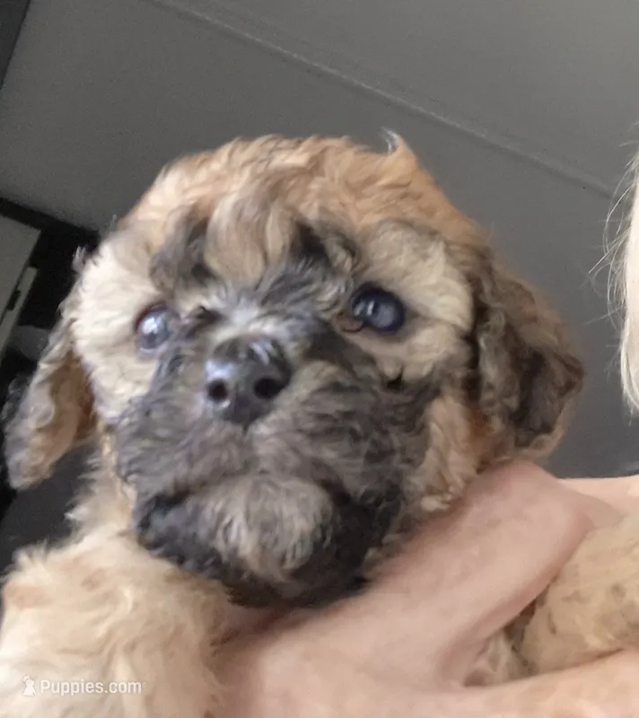 Petunia – Maltipoo, Poodle - Miniature  puppy for sale in Dillon, SC