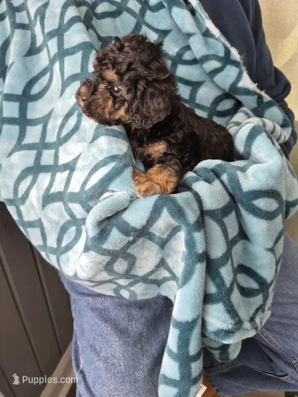 Daisy – Maltipoo, Poodle - Miniature  puppy for sale in Dillon, SC