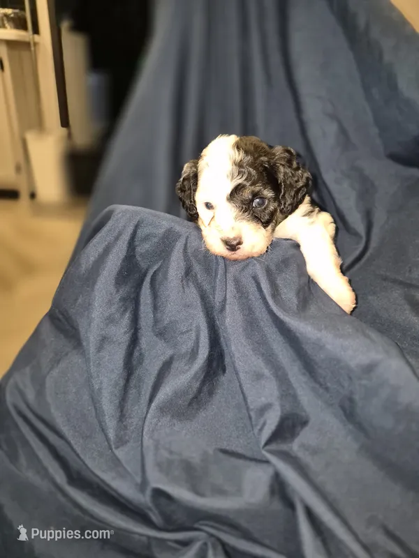 Lupin – Maltipoo, Poodle - Miniature  puppy for sale in Dillon, SC