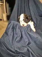 Lupin, a male Maltipoo and Poodle - Miniature  for sale in Dillon, SC – 1 of 2