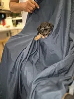 Daisy, a female Maltipoo and Poodle - Miniature  for sale in Dillon, SC – 1 of 2