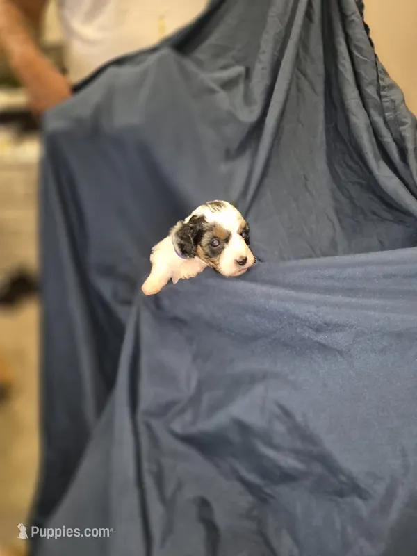 Violet -purple collar – Maltipoo, Poodle - Miniature  puppy for sale in Dillon, SC