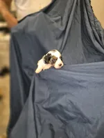 Violet -purple collar, a female Maltipoo and Poodle - Miniature  for sale in Dillon, SC – 1 of 1