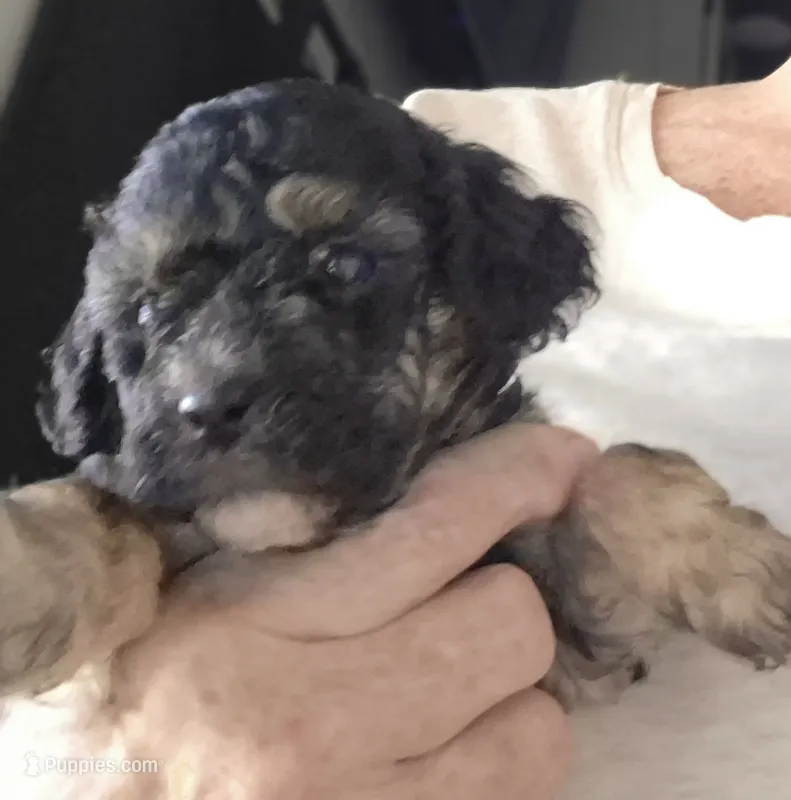 Daisy – Maltipoo, Poodle - Miniature  puppy for sale in Dillon, SC