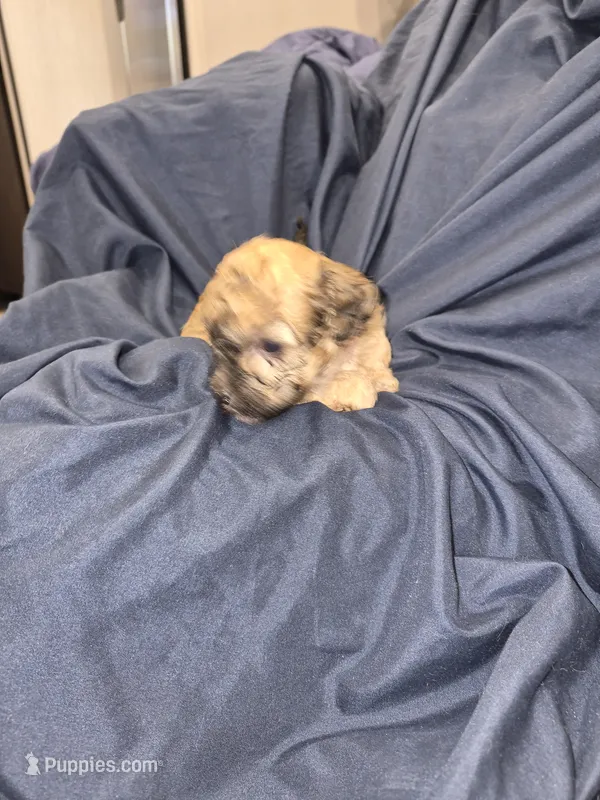 Petunia – Maltipoo, Poodle - Miniature  puppy for sale in Dillon, SC