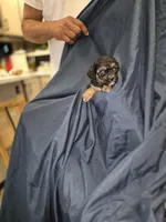 Daisy, a female Maltipoo and Poodle - Miniature  for sale in Dillon, SC – 2 of 2