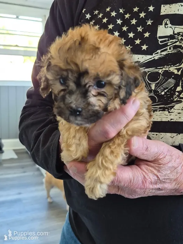 Petunia – Maltipoo, Poodle - Miniature  puppy for sale in Dillon, SC