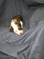 Lupin, a male Maltipoo and Poodle - Miniature  for sale in Dillon, SC – 2 of 2