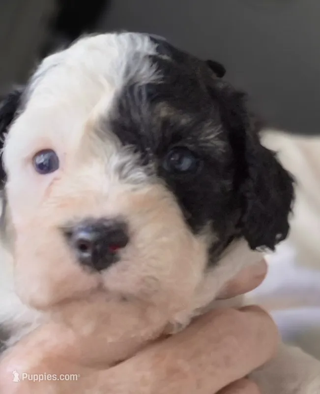 Lupin – Maltipoo, Poodle - Miniature  puppy for sale in Dillon, SC