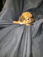 Petunia, a female Maltipoo and Poodle - Miniature  for sale in Dillon, SC – 2 of 2