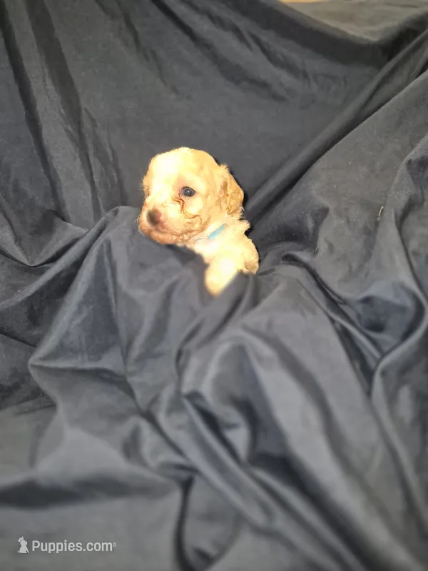 Aster – Maltipoo, Poodle - Miniature  puppy on hold in Dillon, SC
