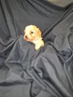 Aster, a male Maltipoo and Poodle - Miniature  for sale in Dillon, SC – 1 of 1