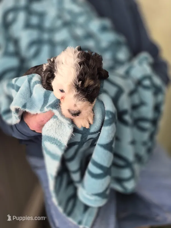 Lupin – Maltipoo, Poodle - Miniature  puppy for sale in Dillon, SC