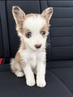 Maple , a female Miniature Australian Shepherd for sale in Summertown, TN – 1 of 2