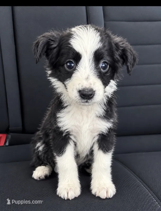 Spots  – Miniature Australian Shepherd puppy for sale in Summertown, TN