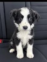 Spots , a male Miniature Australian Shepherd for sale in Summertown, TN – 1 of 1