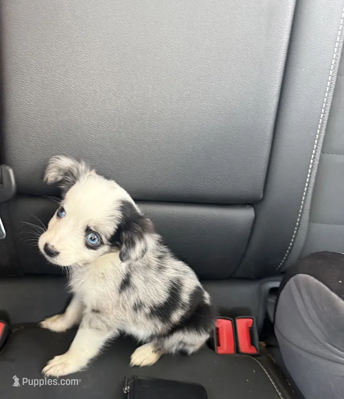 Maya  – Miniature Australian Shepherd puppy for sale in Summertown, TN