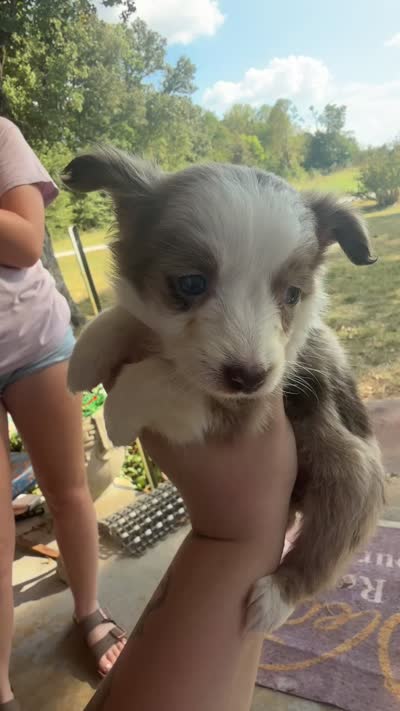 Maple , a female Miniature Australian Shepherd for sale in Summertown, TN – 2 of 2