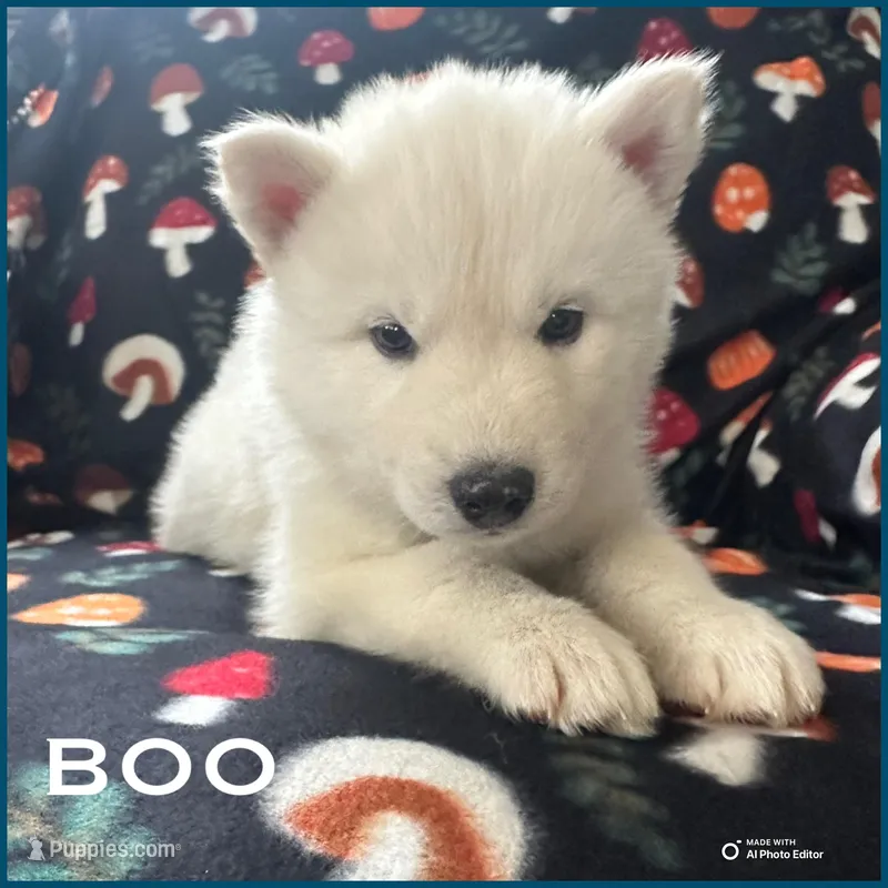 Boo – Siberian Husky puppy for sale in Prattsburgh, NY