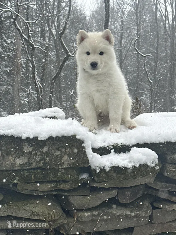 Boo – Siberian Husky puppy for sale in Prattsburgh, NY
