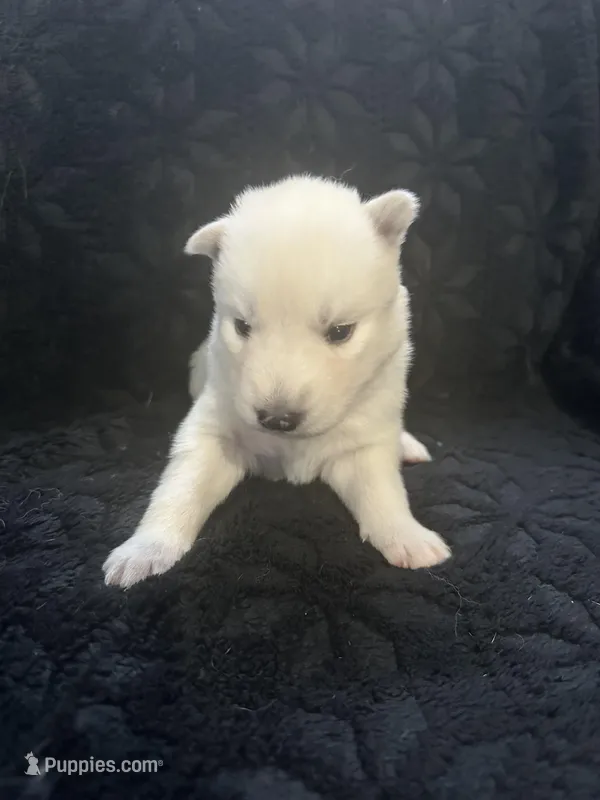 Boo – Siberian Husky puppy for sale in Prattsburgh, NY
