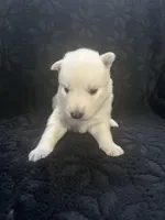Boo, a male Siberian Husky for sale in Prattsburgh, NY – Photo 1 of 3