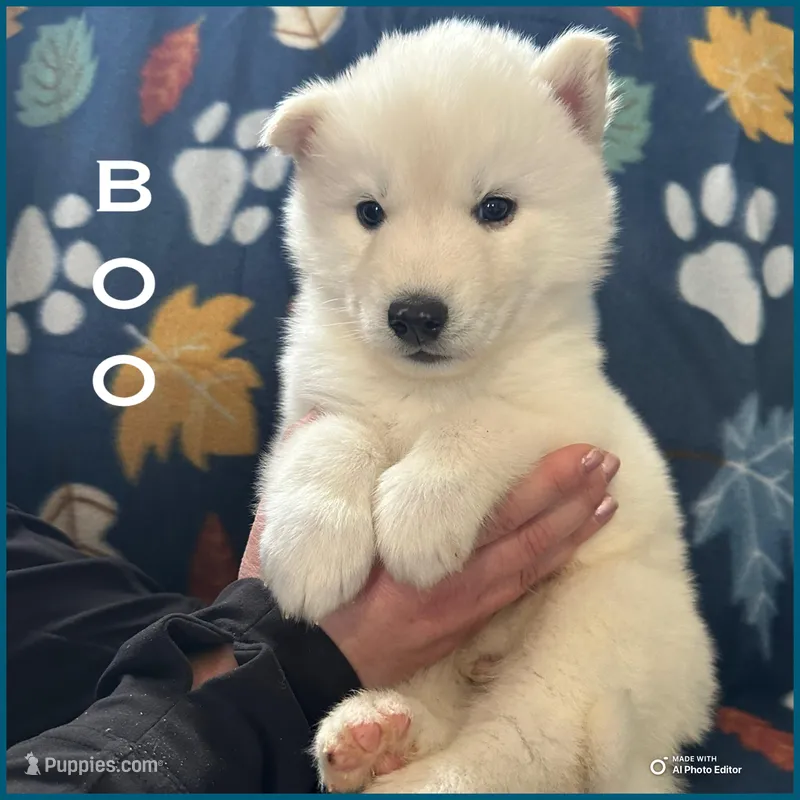 Boo – Siberian Husky puppy for sale in Prattsburgh, NY