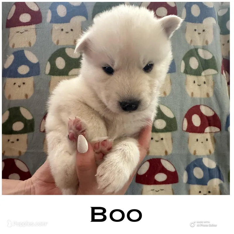 Boo – Siberian Husky puppy for sale in Prattsburgh, NY