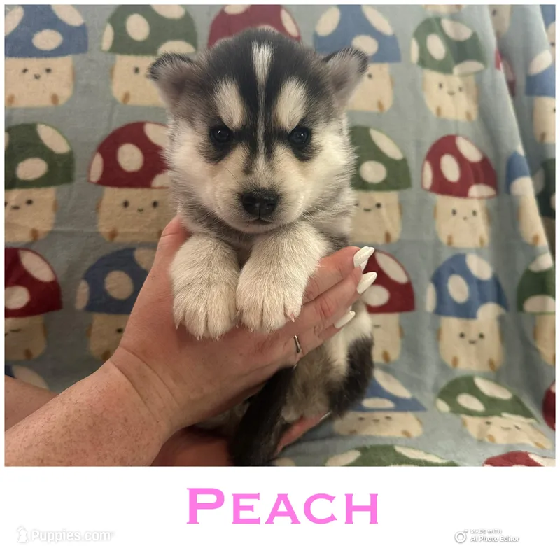 Peach – Siberian Husky puppy for sale in Prattsburgh, NY
