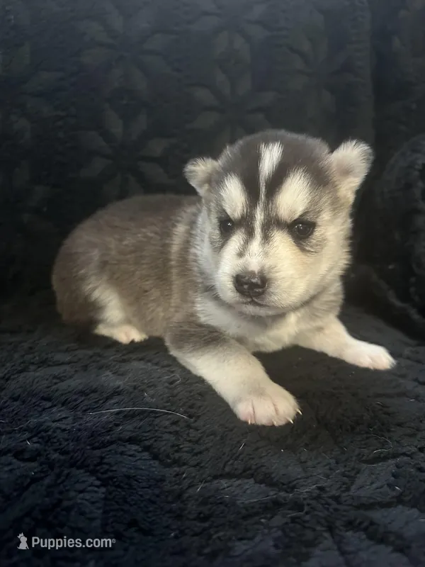 Peach – Siberian Husky puppy for sale in Prattsburgh, NY