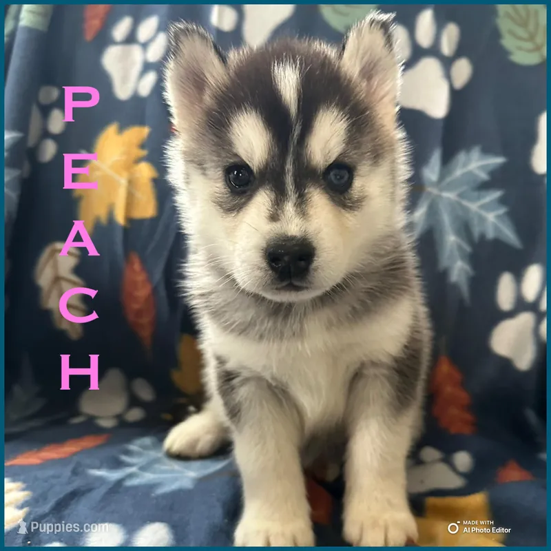 Peach – Siberian Husky puppy on hold in Prattsburgh, NY