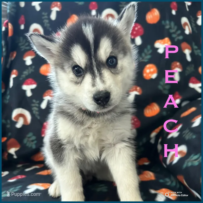 Peach – Siberian Husky puppy on hold in Prattsburgh, NY