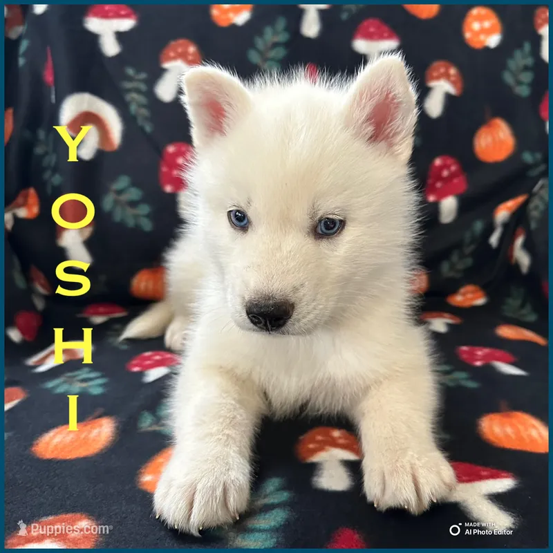 Yoshi – Siberian Husky puppy for sale in Prattsburgh, NY