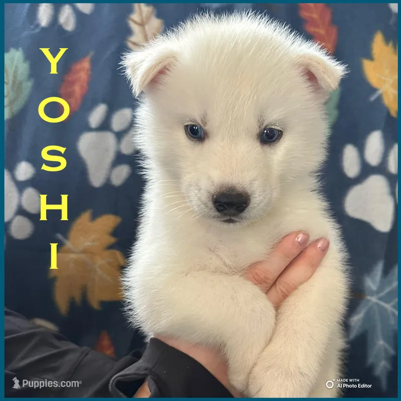 Yoshi – Siberian Husky puppy for sale in Prattsburgh, NY