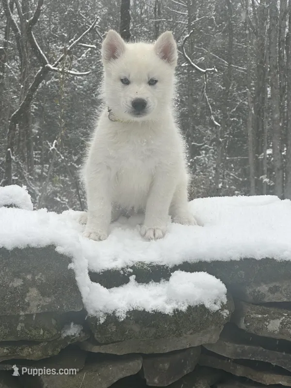 Yoshi – Siberian Husky puppy for sale in Prattsburgh, NY